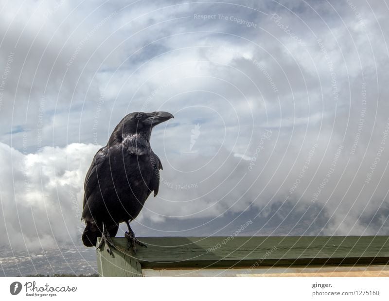 Abraxas again! Himmel Wolken Tier Vogel Tiergesicht Flügel Krallen Rabenvögel 1 Blick sitzen Feder Schnabel hoch selbstbewußt frech Wolkenhimmel Wolkenformation