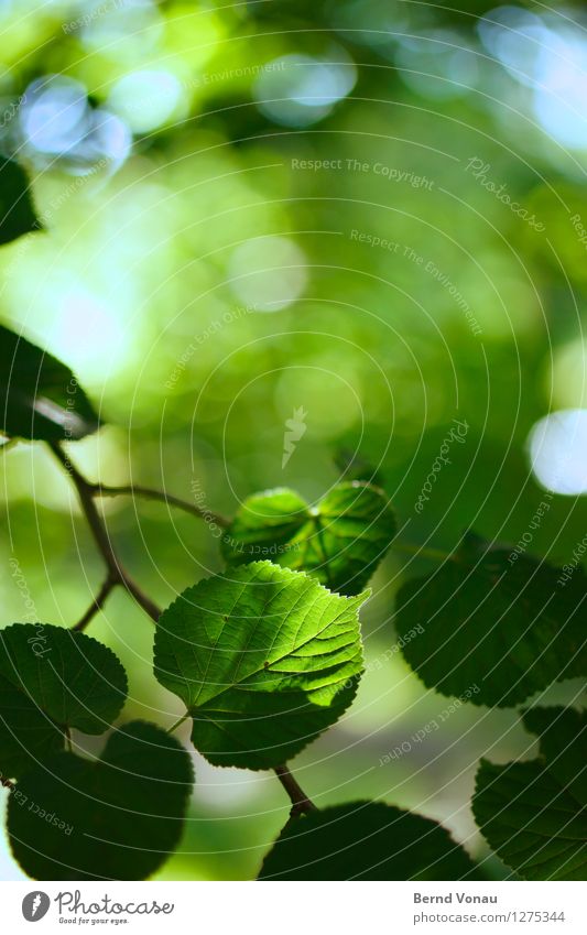 transparenz Umwelt Natur Pflanze Baum blau grün Blatt Buche Kreis Ast durchscheinend Silhouette Himmel Frühling Wachstum Blattgrün Farbfoto Außenaufnahme