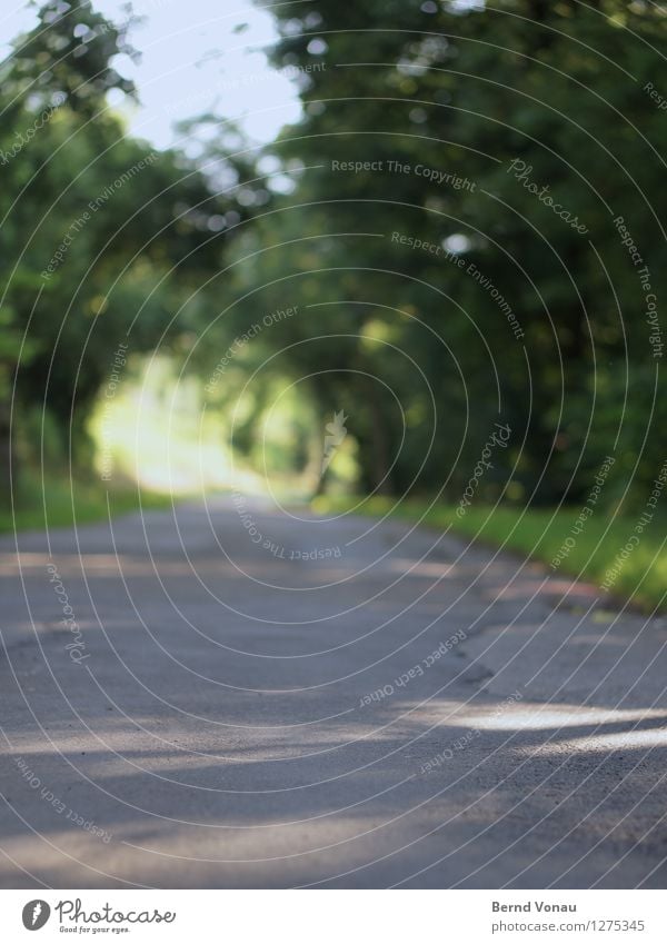 weitergehen Umwelt Natur Pflanze Baum Gras Gefühle Stimmung Beginn unklar Asphalt Wege & Pfade Landwirtschaft Sonne Tunnel schön positiv Zukunft Farbfoto