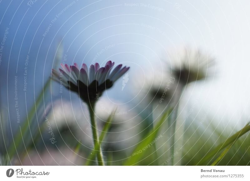 Kleiner Lichtblick Umwelt Natur Landschaft Pflanze Himmel Sonne Sommer Blume Gras hell schön grün Gänseblümchen Blüte blau Hoffnung Wachstum klein zart