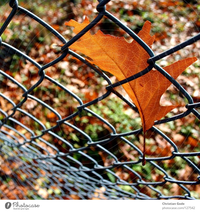 Gefangen Teil 2 Herbst Blatt Zaun braun grün Baum Maschendraht Maschendrahtzaun Jahreszeiten Sommer Winter Grenze Geborgenheit Ahorn Eiche Erlen Tennisplatz