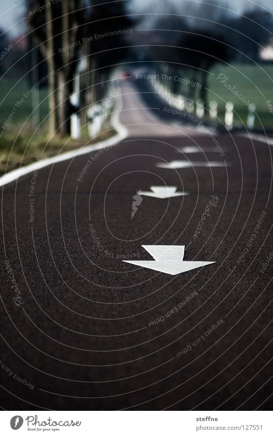 Ich mach mich auf die Piste Landstraße Bundesstraße abbiegen Allee Baum Fahrbahn gehen wegfahren flüchten Ferien & Urlaub & Reisen Asphalt Verkehr Geisterfahrer