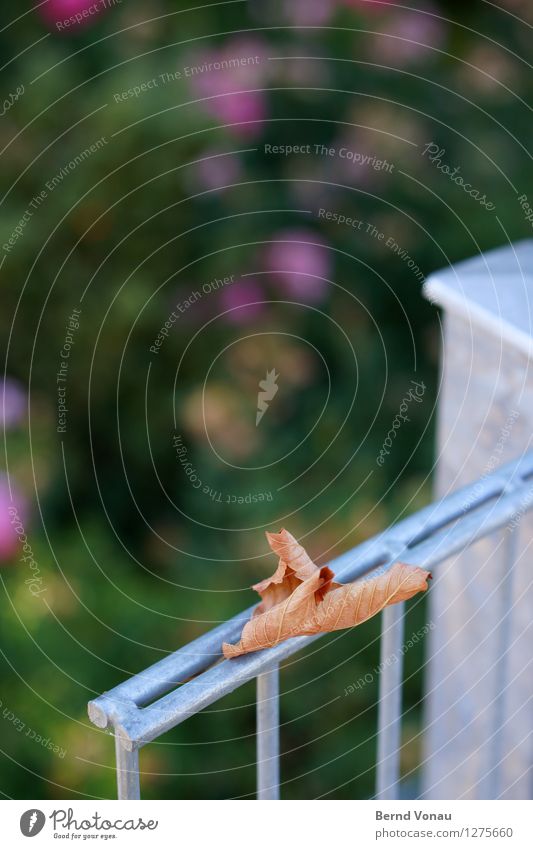 das herbstzeitlos Sommer Blatt blau braun grün silber Stimmung Zaun Metall kalt Tod welk Strukturen & Formen Stab Herbst Herbstlaub Farbfoto Außenaufnahme