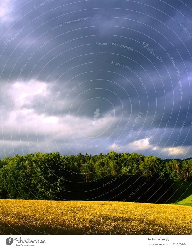 die Ruhe vor dem Sturm ruhig Landschaft Himmel Wolken Wetter Baum Wiese Feld Wald dunkel hell Farbe Schatten Menschenleer Regenwolken Sonnenlicht gelb