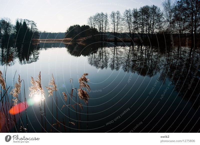 Stiller See Umwelt Natur Landschaft Pflanze Wasser Wolkenloser Himmel Horizont Klima Wetter Schönes Wetter Baum Sträucher Zweige u. Äste Wald Röhricht leuchten