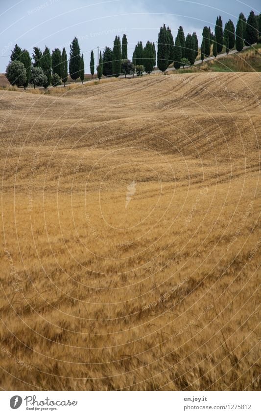 toskanisch Allergie harmonisch Erholung ruhig Ferien & Urlaub & Reisen Sommer Sommerurlaub Landwirtschaft Forstwirtschaft Umwelt Natur Landschaft Pflanze