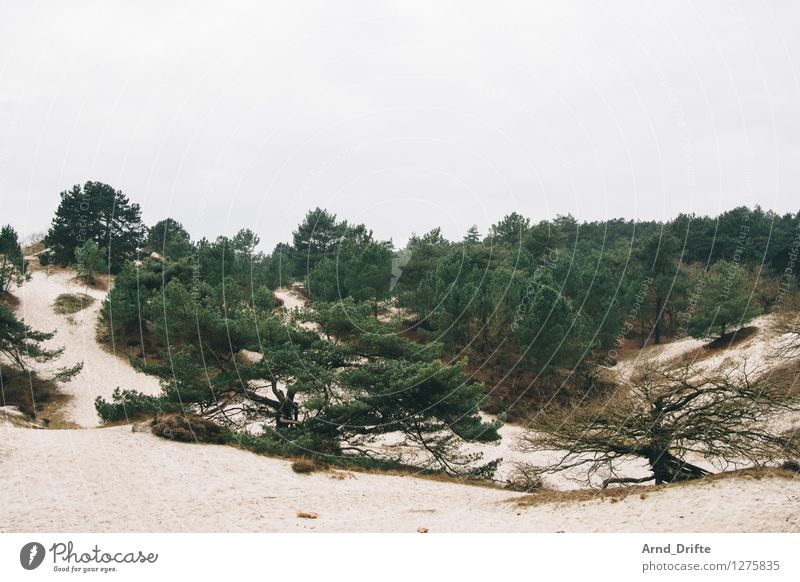 Düne Ausflug Natur Landschaft Sand Himmel Wolken Baum Sträucher Wald Hügel Küste Strand Nordsee Stranddüne Dünengras gelb grau grün Niederlande Farbfoto