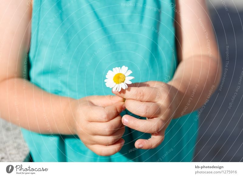 Small girl with a beautiful daisy Sommer Kind feminin Kleinkind Hand 1 Mensch 1-3 Jahre Natur Pflanze Blume springen gelb flower agriculture bloom sun organic