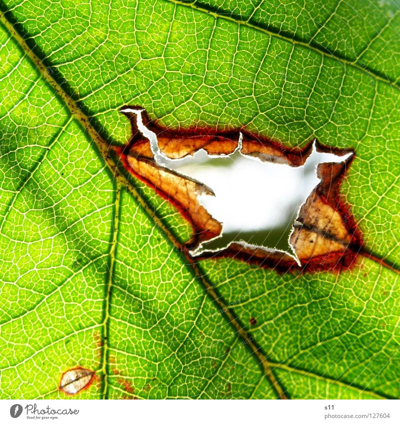 DurchBlick Blatt Brombeerbusch Brombeerblätter frisch Pflanze gegen Gegenlicht Licht Gefäße grün weiß Baum faszinierend hell Arterien Muster Botanik Leben