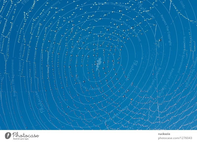 Spinnwebe Wasser Nebel Spinne Netz ästhetisch nass Fadengeflecht Spinnennetz Spinnengewebe Radspinnennetz Tau Regen Regentropfen Spinngewebe Spinnweben Farbfoto