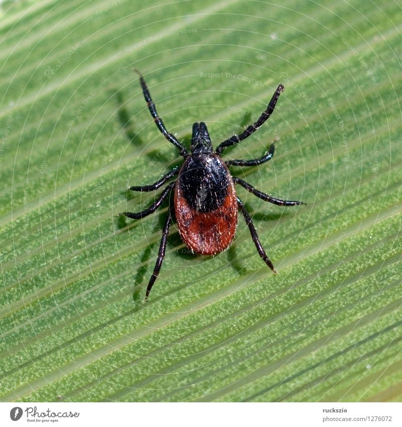 Zecke; Holzbock; Ixodes; ricinus; Natur Gras Spinne braun grün Zeckenstich blutsaugender Parasit Blutsauger Schildzecke Holzboecke Krankheitserreger DEU