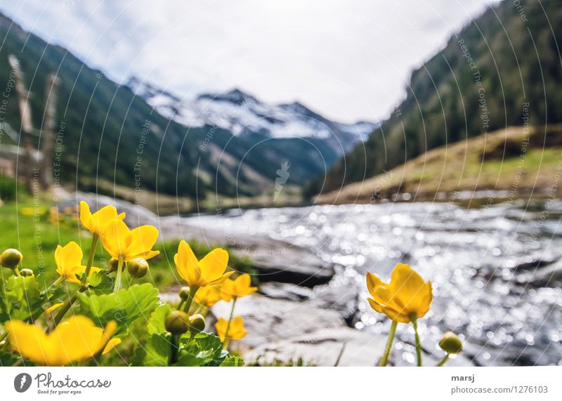 Sumpfdotterblumen am Bergsee Frühling Pflanze Blume Wildpflanze Sumpf-Dotterblumen Alpen Berge u. Gebirge Seeufer Bach Riesachsee Blühend leuchten gelb gold