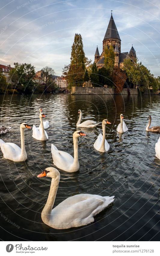 Metzer Schwäne See Frankreich Stadt Stadtzentrum Altstadt Kirche Kathedrale Schwan Tiergruppe Schwimmen & Baden blau grau Farbfoto Außenaufnahme Menschenleer