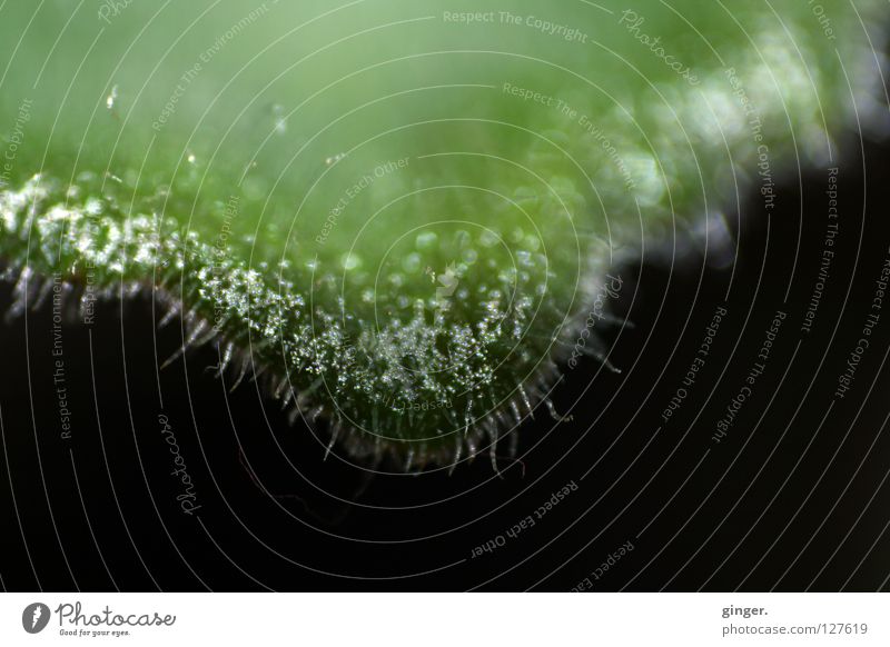 _50_MEINE GRÜNE ZUNGE ZEIG Blatt grün Retroring Usambaraveilchen Flaum Veilchengewächse zart Menschenleer weich Pflanzenhaar feucht Faser Nahaufnahme