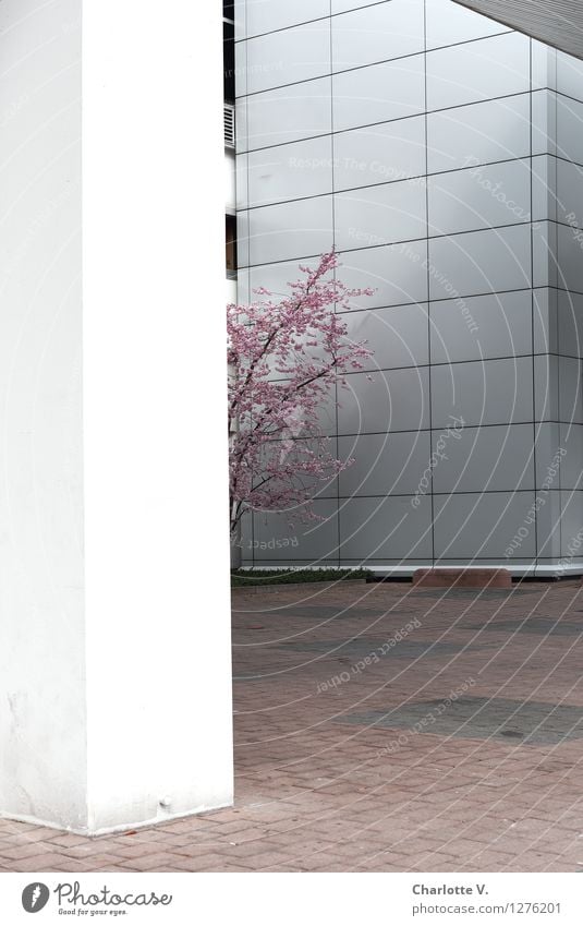 Schüchtern Umwelt Pflanze Frühling Baum Kirschbaum Kirschblüten Ast Zweige u. Äste Stadt Menschenleer Bauwerk Gebäude Bürogebäude Mauer Wand Fassade Säule Beton