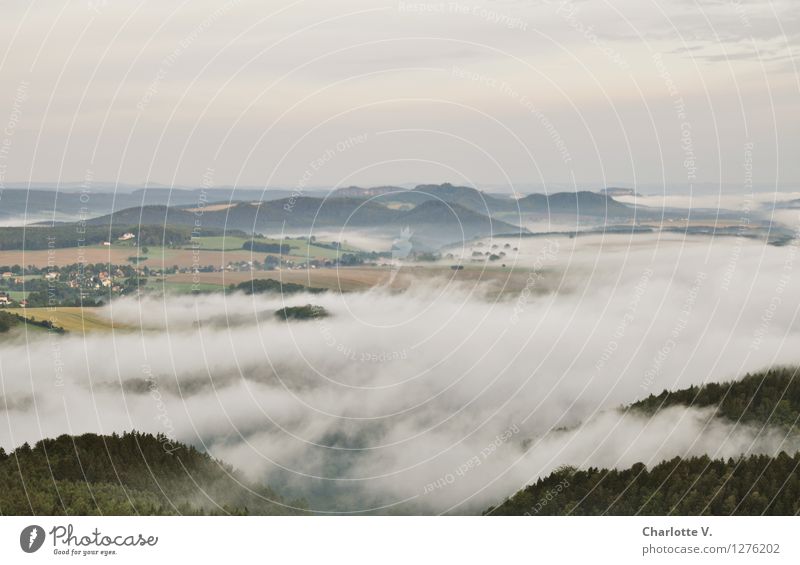 Vernebelt Natur Landschaft Urelemente Luft Horizont Sonnenaufgang Sonnenuntergang Sommer Schönes Wetter Nebel Hügel Berge u. Gebirge Elbsandsteingebirge