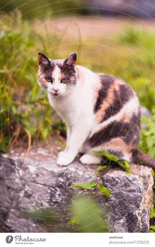 " Topmodel " elegant Stil Natur Sommer Schönes Wetter Gras Sträucher Zweige u. Äste Blatt Garten Haustier Katze Tiergesicht Pfote 1 Steinmauer Erholung genießen