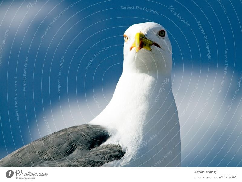 noch eine Möwe Umwelt Natur Tier Luft Himmel Wolken Sommer Wetter Schönes Wetter Essaouira Marokko Wildtier Vogel Tiergesicht Flügel Fell 1 Blick sitzen hell