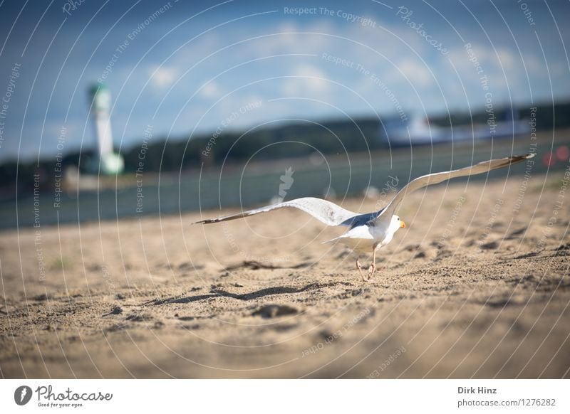 ...abgehoben! Ferien & Urlaub & Reisen Tourismus Meer Umwelt Natur Sand Himmel Wolken Horizont Schönes Wetter Küste Strand Bucht Ostsee Tier Wildtier Vogel