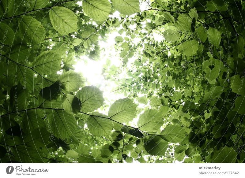 sit down and relax Blatt Holzmehl Wald Sommer springen Frühling frisch Spaziergang Wachstum schön leaves leaf forrest fresh Ast Sonne sun walk Digitalfotografie