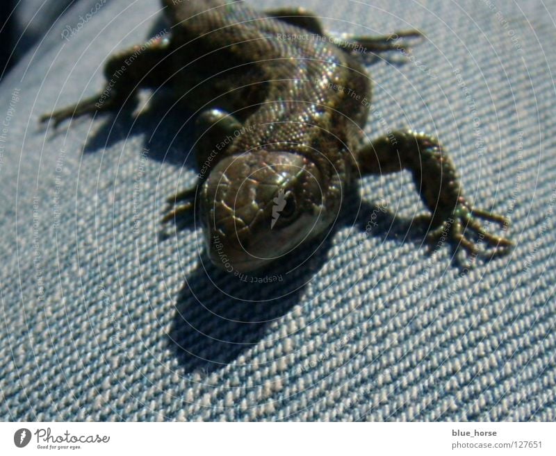 Echse Echsen Geschwindigkeit klein schön glänzend Tier Reptil Mitte Glätte flink Jeanshose blau Makroaufnahme Nahaufnahme Portait