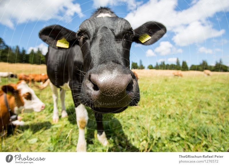 schweizer kuh Tier Nutztier Kuh 2 blau braun gelb grau grün schwarz weiß Weide Nase Schnauze Himmel Wald tierisch Neugier Nasenhaar Ohr Wolken Gras Fressen