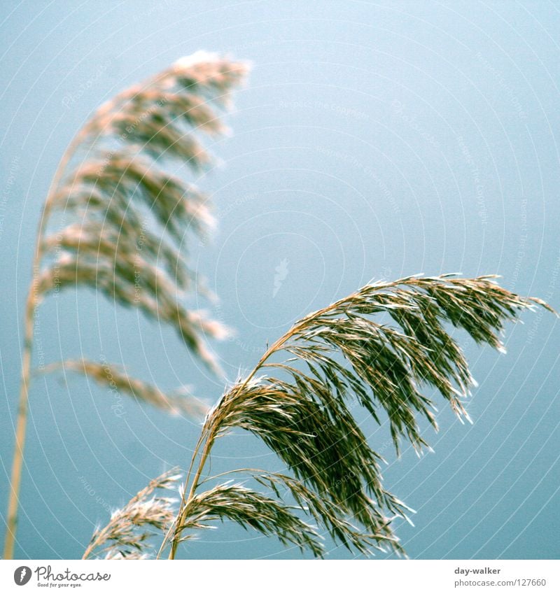 Windbreaker Gras Feld See Sturm Brise taumeln Ähren Unschärfe braun grün Herbst Himmel Natur wedel Korn Küste boe Kontrast focus blau