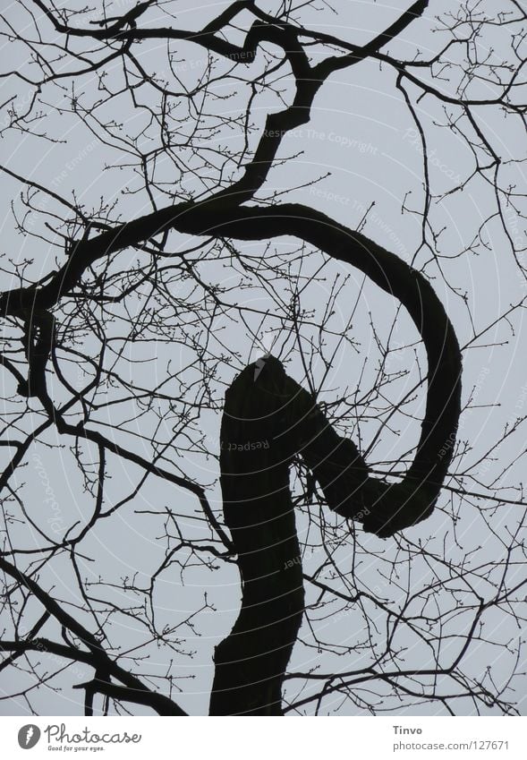 Gedankenfänger grau Geäst Baumkrone durcheinander schwarz Ast Himmel Zweig Traumfänger Winter trist