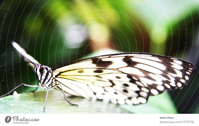 stoffmuster Natur Tier Frühling Sommer Garten Park Wiese Wildtier Schmetterling Tiergesicht Flügel Weiße Baumnymphe beobachten fliegen sitzen außergewöhnlich