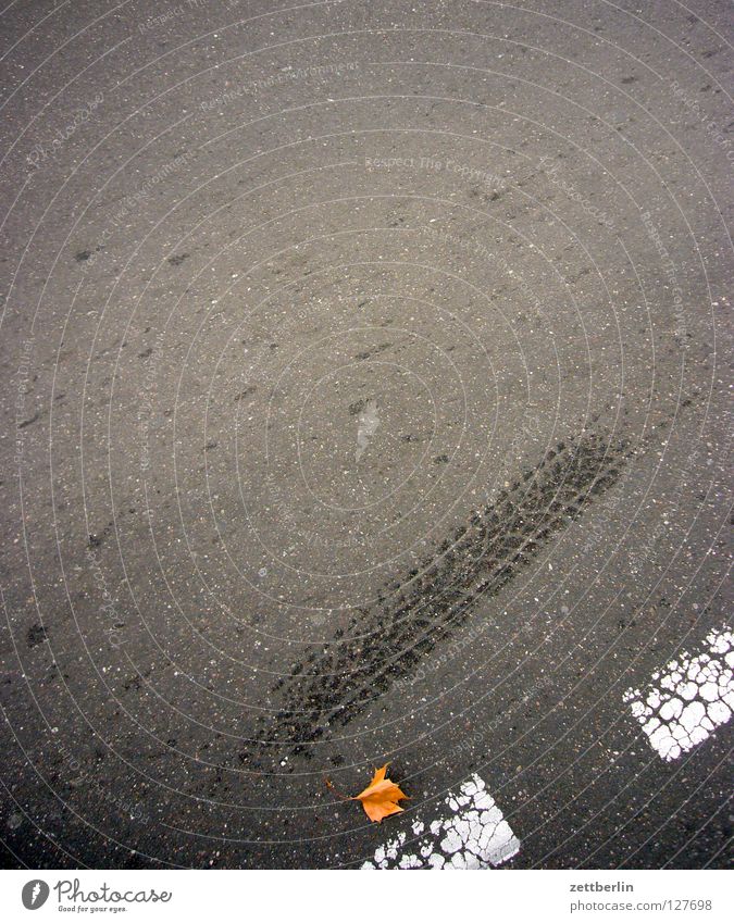 Rotes Rathaus Asphalt Bremsspur Notbremse Leitfaden Blatt Herbst Herbstlaub Verkehrswege Vergänglichkeit Straße Bremse Schilder & Markierungen