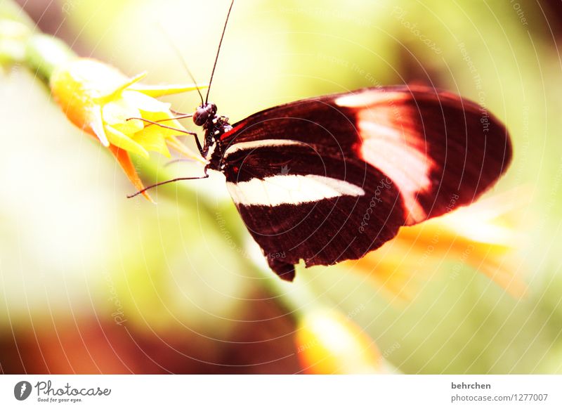 ohne is nich Natur Pflanze Tier Frühling Sommer Schönes Wetter Blume Blatt Blüte Garten Park Wiese Wildtier Schmetterling Tiergesicht Flügel 1 beobachten