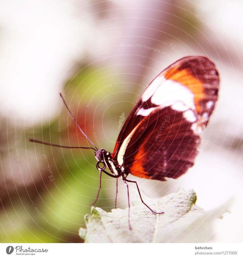 butterfly Natur Pflanze Tier Baum Sträucher Blatt Garten Park Wiese Wildtier Schmetterling Tiergesicht Flügel 1 beobachten Erholung fliegen Fressen