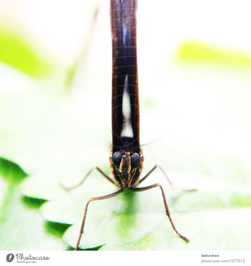 mike glotzkowski Tier Schmetterling Flügel blauer morphofalter 1 beobachten sitzen träumen außergewöhnlich exotisch lustig braun grün Beine Auge Blick Farbfoto