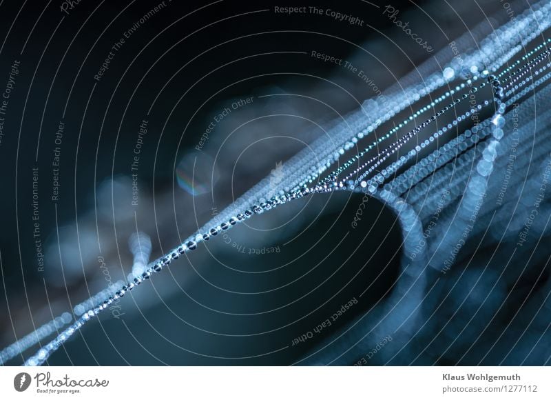 Aqua(marin) Natur Wassertropfen Sommer Herbst Klima Wiese Wald Architektur Dekoration & Verzierung glänzend fantastisch nass schön blau schwarz weiß Tau