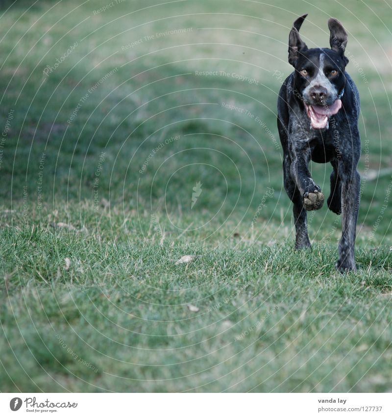 Flatterohr Jagdhund Hund Jäger Tier Treue beste Luft Spaziergang auslaufen braun Wiese Gras flattern Säugetier Freude Paul Deutsch Kurzhaar verlass verlässlich