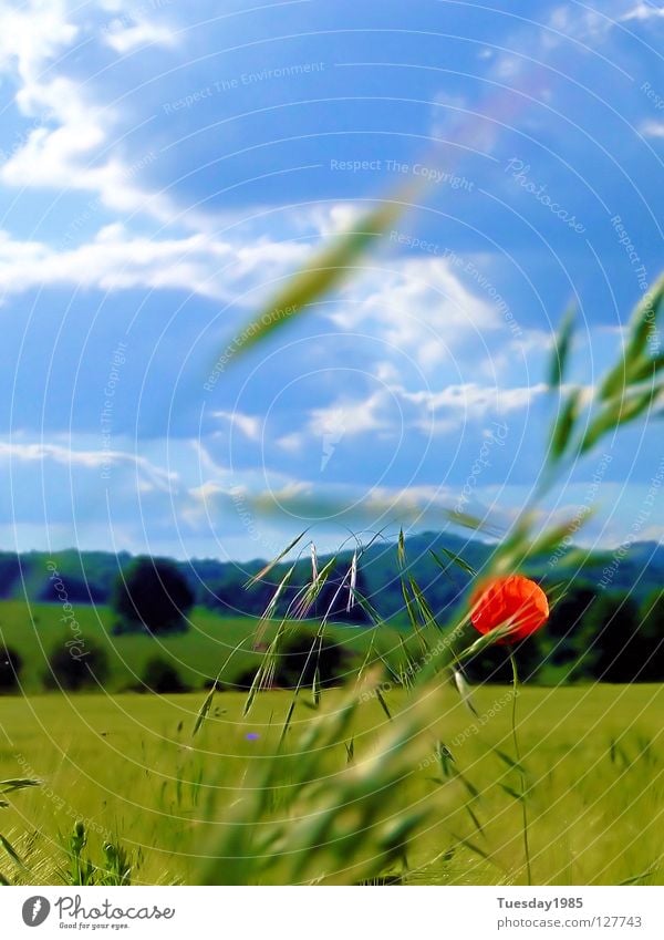 Mohnblumenblau rot Feld Blume Unschärfe Momentaufnahme Natur Kontrast Himmel