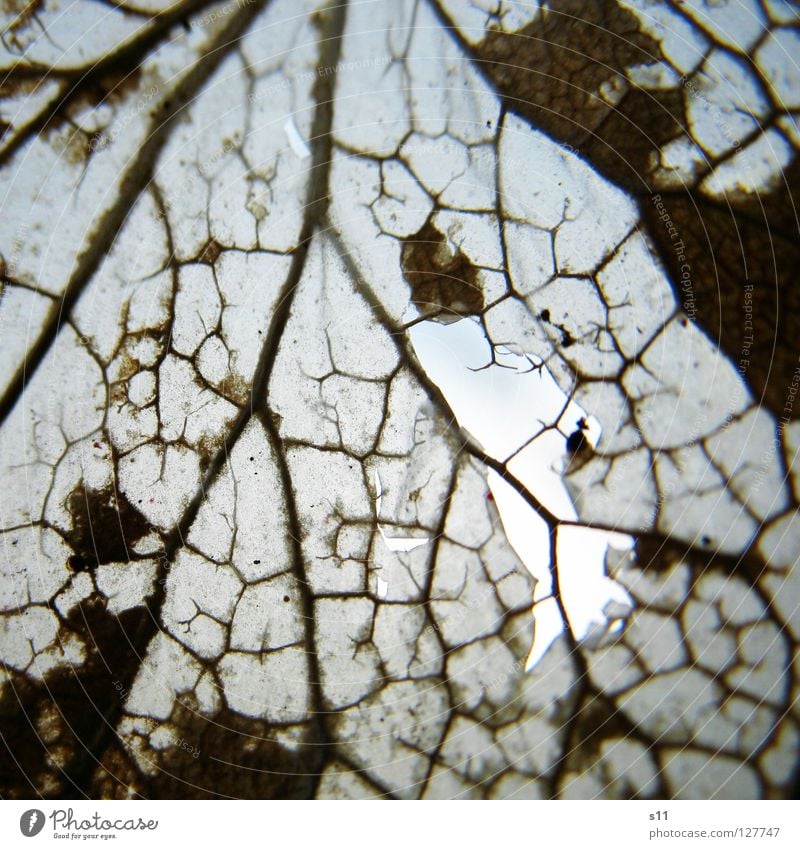 DurchBlick II Blatt frisch Pflanze gegen Gegenlicht Licht Gefäße grün weiß Baum faszinierend hell Arterien Muster Botanik Leben Photosynthese zerfressen braun