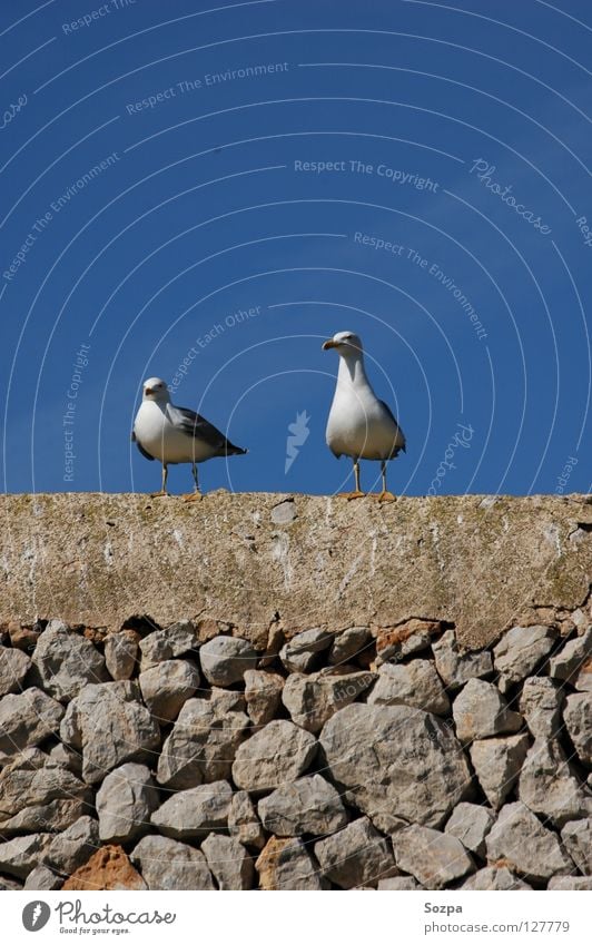 Fred & Rudi II Ferien & Urlaub & Reisen Möwe Vogel Mauer Wolken Mallorca fliegen Freiheit blau Stein Himmel