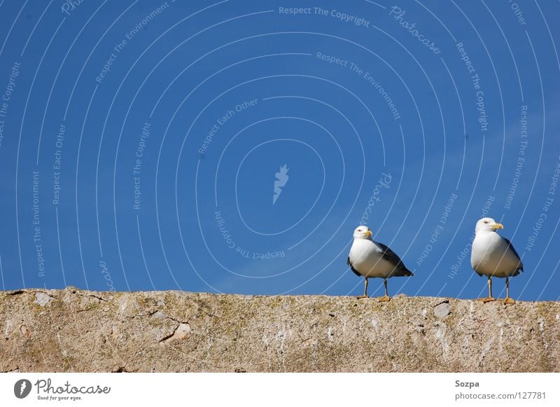 Fred & Rudi I Vogel Luft Mauer Wolken Publikum Möwe Himmel blau Freiheit Frieden