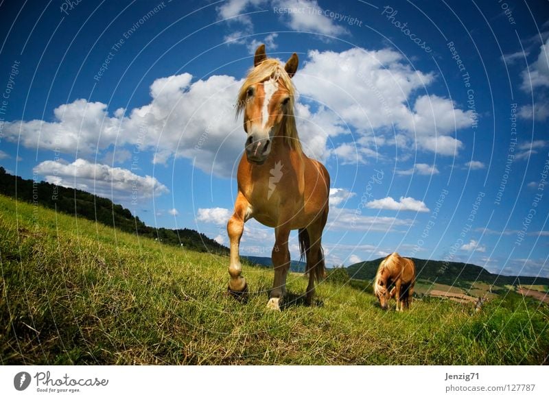 straight on, Wayne. Pferd Weide Gras Wiese Wolken Sommer Haflinger Tier Säugetier Haustier Himmel Sute Reiter Wendy Reitunterricht horse ride on grass sky