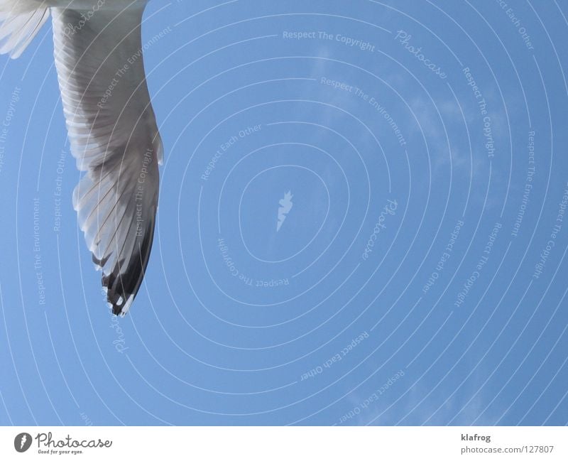 Seageil Möwe Sommer Silhouette Flügel Küste Ferien & Urlaub & Reisen Meer Himmel Vogel Strand frei Freiheit Wind Profil fliegen blau Feder Lachmöwe sky sun