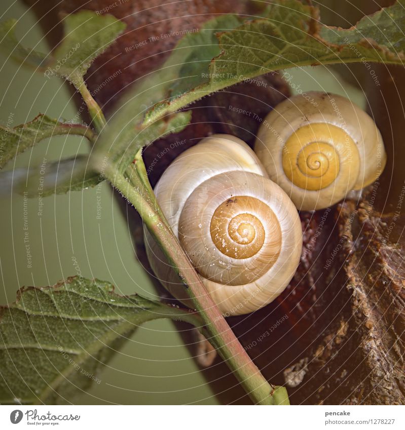 ruhestand Natur Frühling Sommer Blatt 2 Tier Zeichen Zufriedenheit Lebensfreude Treue Romantik friedlich Gelassenheit ruhig Identität einzigartig Schutz Zeit