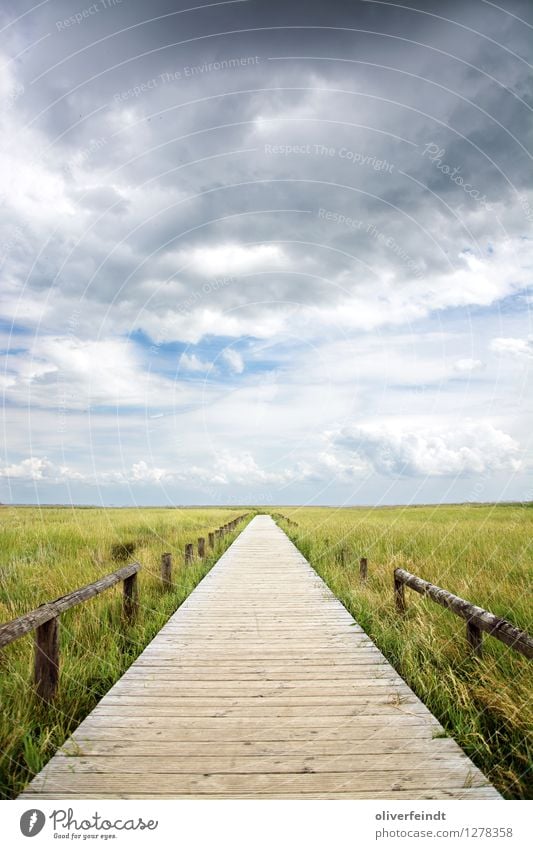 Sylt I Ferien & Urlaub & Reisen Ferne Freiheit Umwelt Natur Landschaft Pflanze Himmel Wolken Horizont Unwetter Wind Sturm Gras Sträucher Küste Strand Moor Sumpf