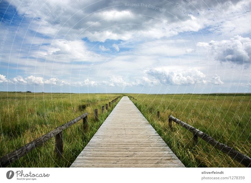 Sylt Ferien & Urlaub & Reisen Tourismus Ausflug Abenteuer Ferne Freiheit Expedition Umwelt Natur Landschaft Himmel Wolken Horizont Schönes Wetter Gras Sträucher