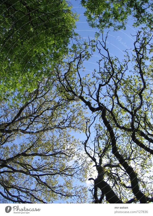 Geäst Baum grün durcheinander Ast Himmel bewachsen