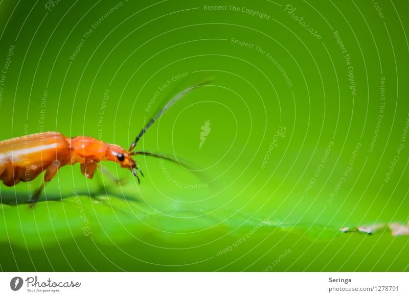 Ich Suche , nur was ? Umwelt Natur Landschaft Pflanze Tier Garten Park Wiese Feld Wald Käfer Tiergesicht Flügel 1 fliegen krabbeln Insekt Farbfoto mehrfarbig