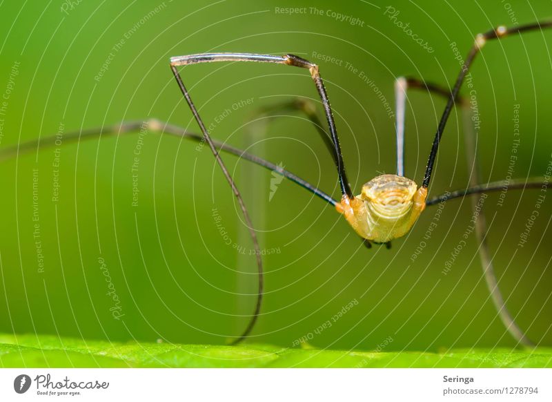 von hinten ( Weberknecht ) Natur Pflanze Tier Gras Garten Park Wiese Feld Wald Spinne 1 hängen krabbeln Langbein Gliedfüßler Farbfoto mehrfarbig Außenaufnahme