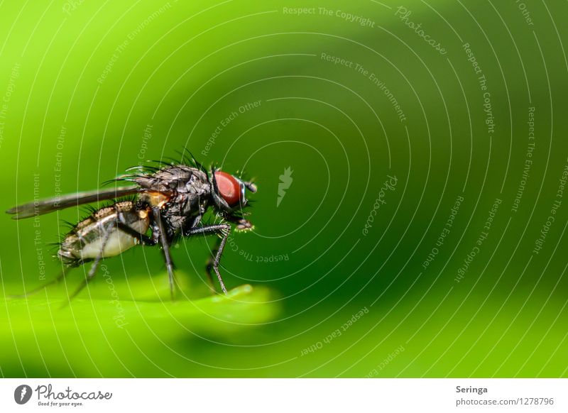 Abflugbereit Umwelt Natur Landschaft Pflanze Tier Garten Park Wiese Feld Wald Fliege Tiergesicht Flügel 1 fliegen Insekt Farbfoto mehrfarbig Außenaufnahme