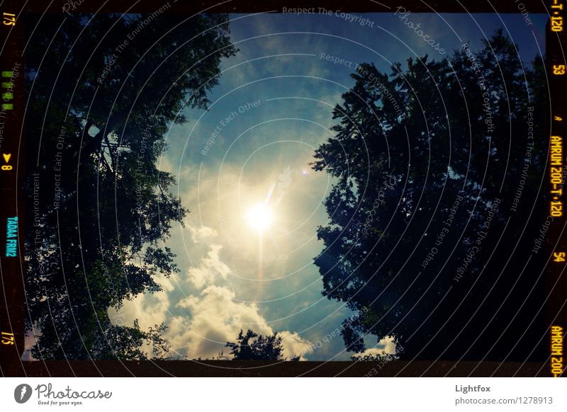 Sun is shining! Umwelt Natur Landschaft Pflanze Klima Klimawandel Schönes Wetter Regen Baum dehydrieren Wachstum warten blau schwarz Sonne Wolken Sommer