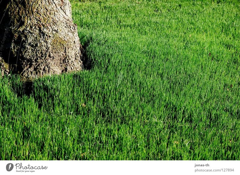 Fruchtige Wiese grün Baum Frühling Sommer Erholung Feld Bäune intensive Farben Rasen